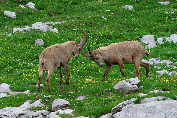 Alpine ibex