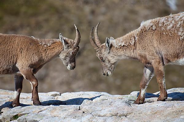 Alpine ibex