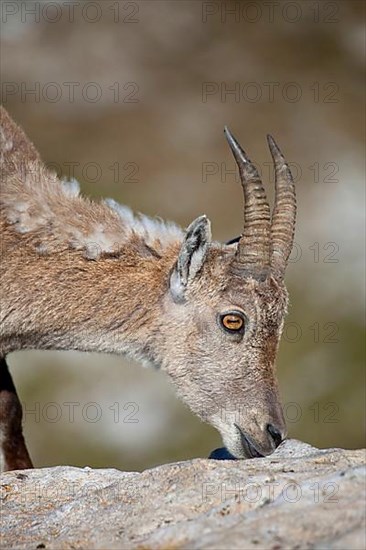 Alpine ibex