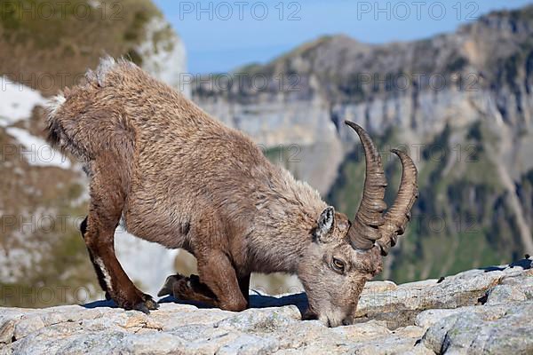 Alpine ibex