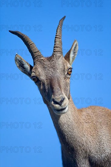 Alpine ibex