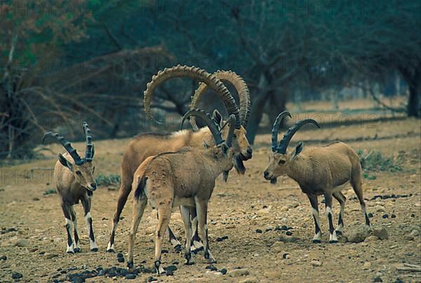 Nubian ibex