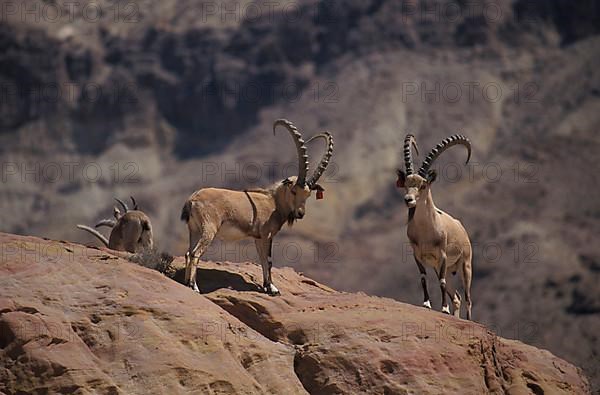 Nubian ibex