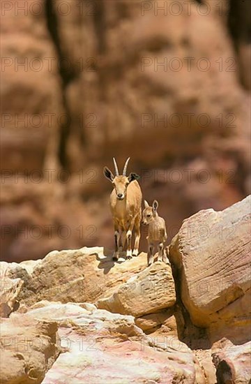 Nubian ibex