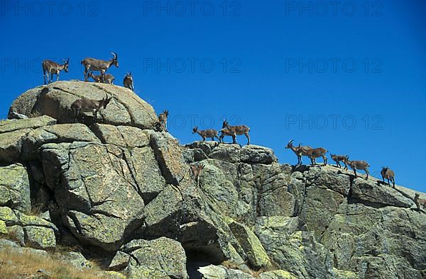 Iberian Ibex