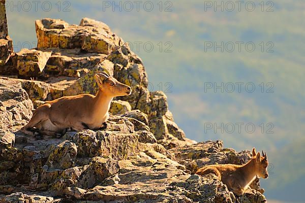 Gredos ibex