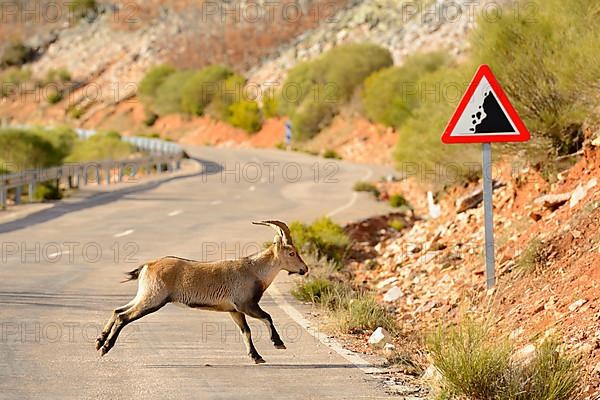 Iberian Ibex