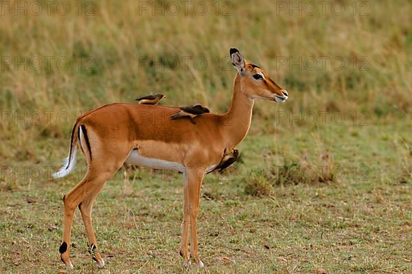 Impala