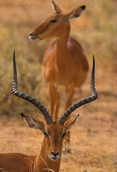 Impala