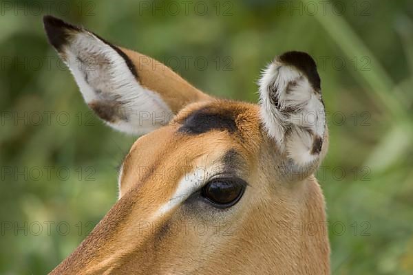 Impala