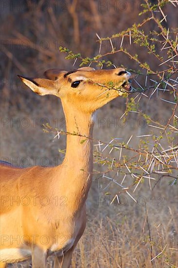 Impala