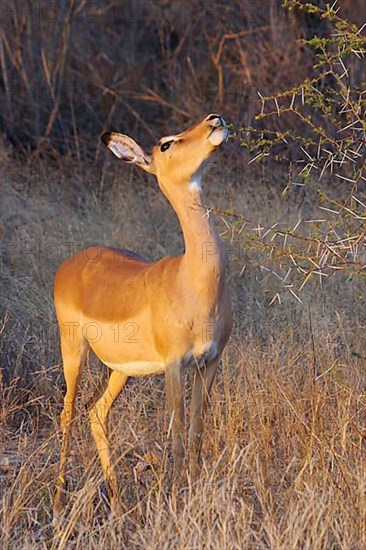 Impala