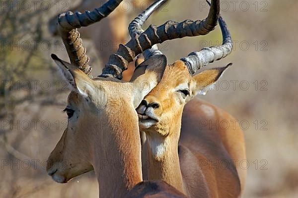 Impala