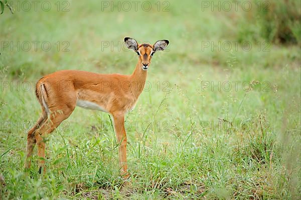 Impala