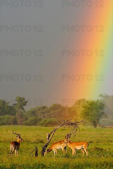 Impala