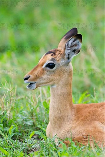 Impala