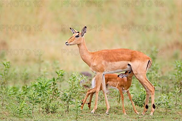 Impala