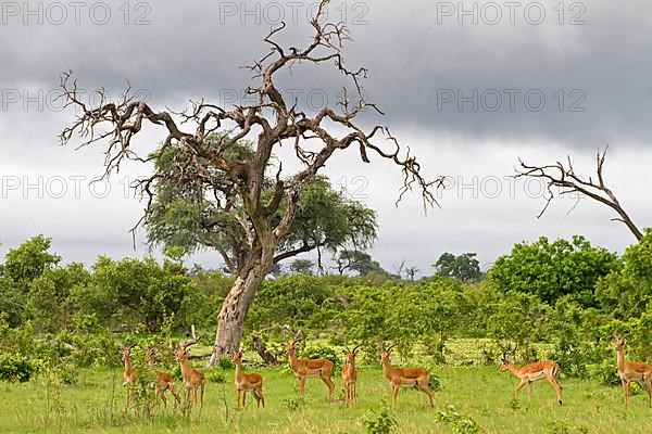 Impala