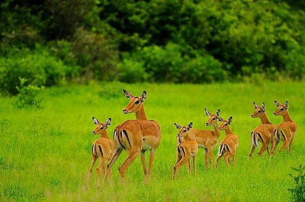 Impala