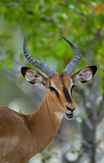 Black-faced impala