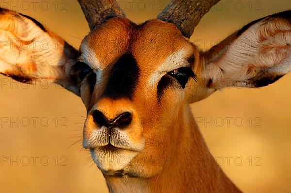 Black-faced impala