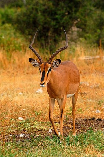 Black-faced impala