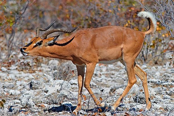 Black-faced impala