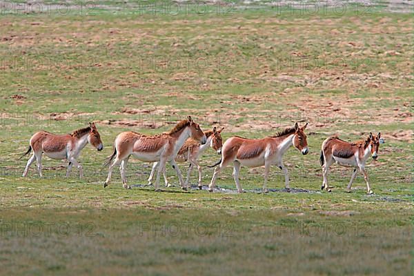 Tibetan Wild Ass