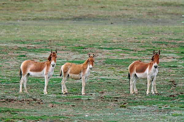 Tibetan Wild Ass