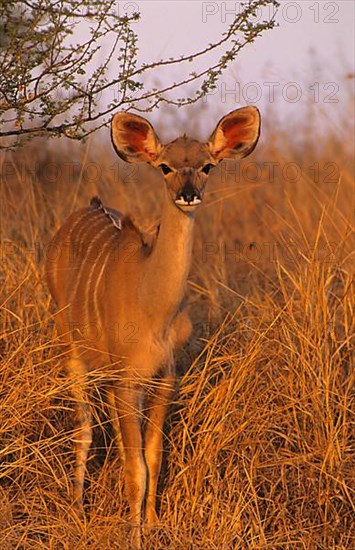 Greater Kudu