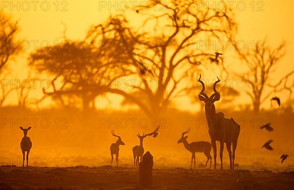 Greater Kudu