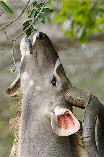 Greater Kudu