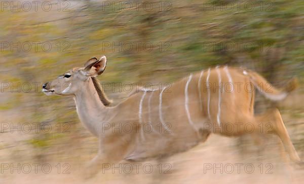 Greater Kudu