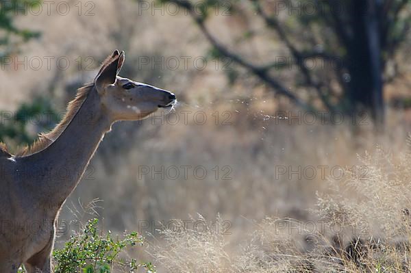 Greater kudu