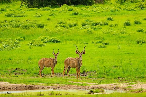 Greater kudu