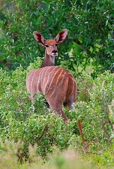 Southern lesser kudu