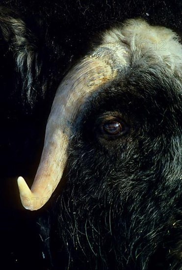 Musk Ox