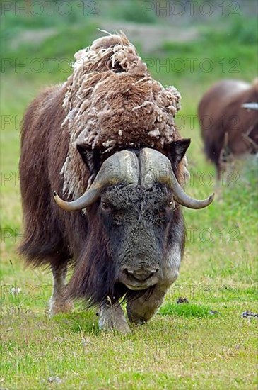 Musk Ox