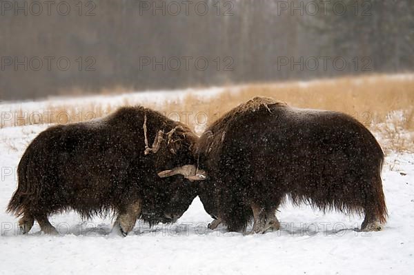 Musk oxes