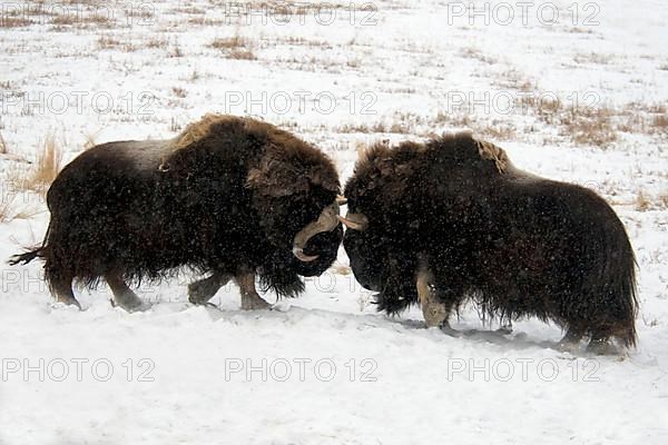 Musk oxes