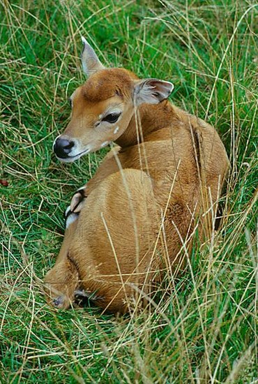 Nilgai