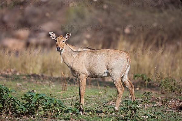 Nilgai