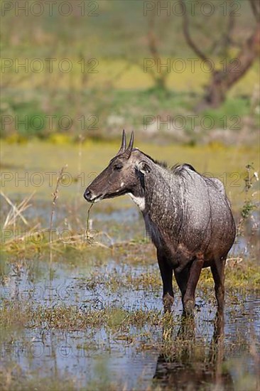 Nilgai