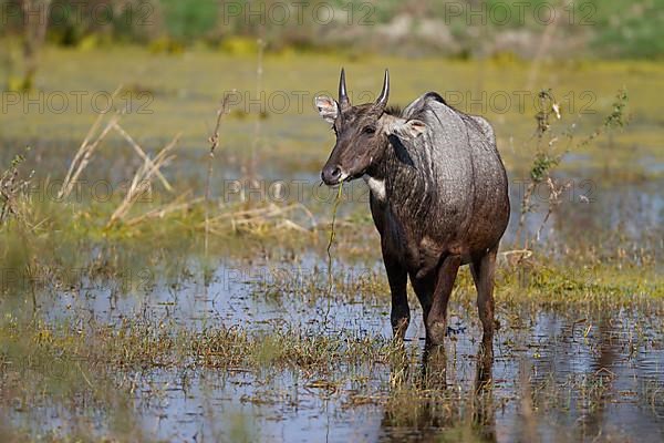 Nilgai