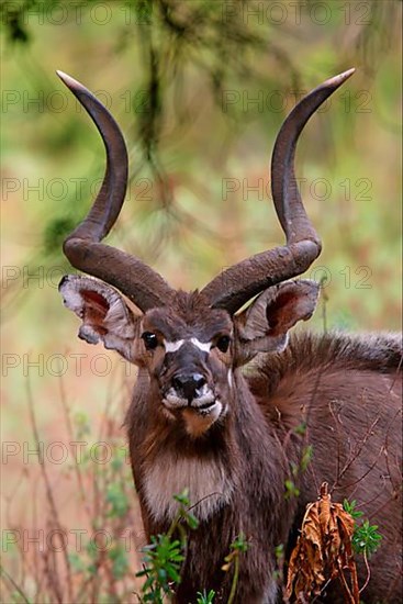 Mountain Nyala