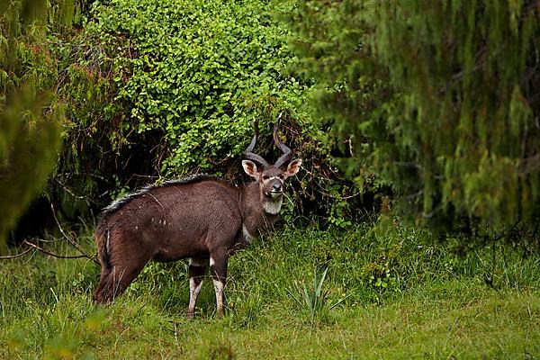 Mountain nyala