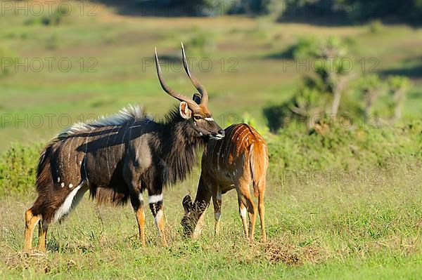 Nyala