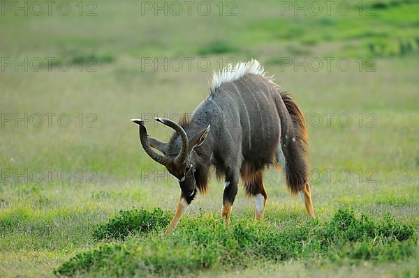 Nyala