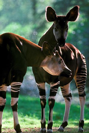 Okapi