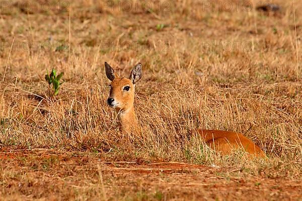 Oribi